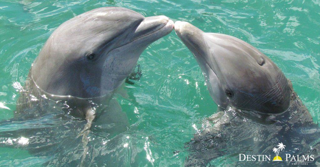Destin Palms Vacations- Dolphin Cruises