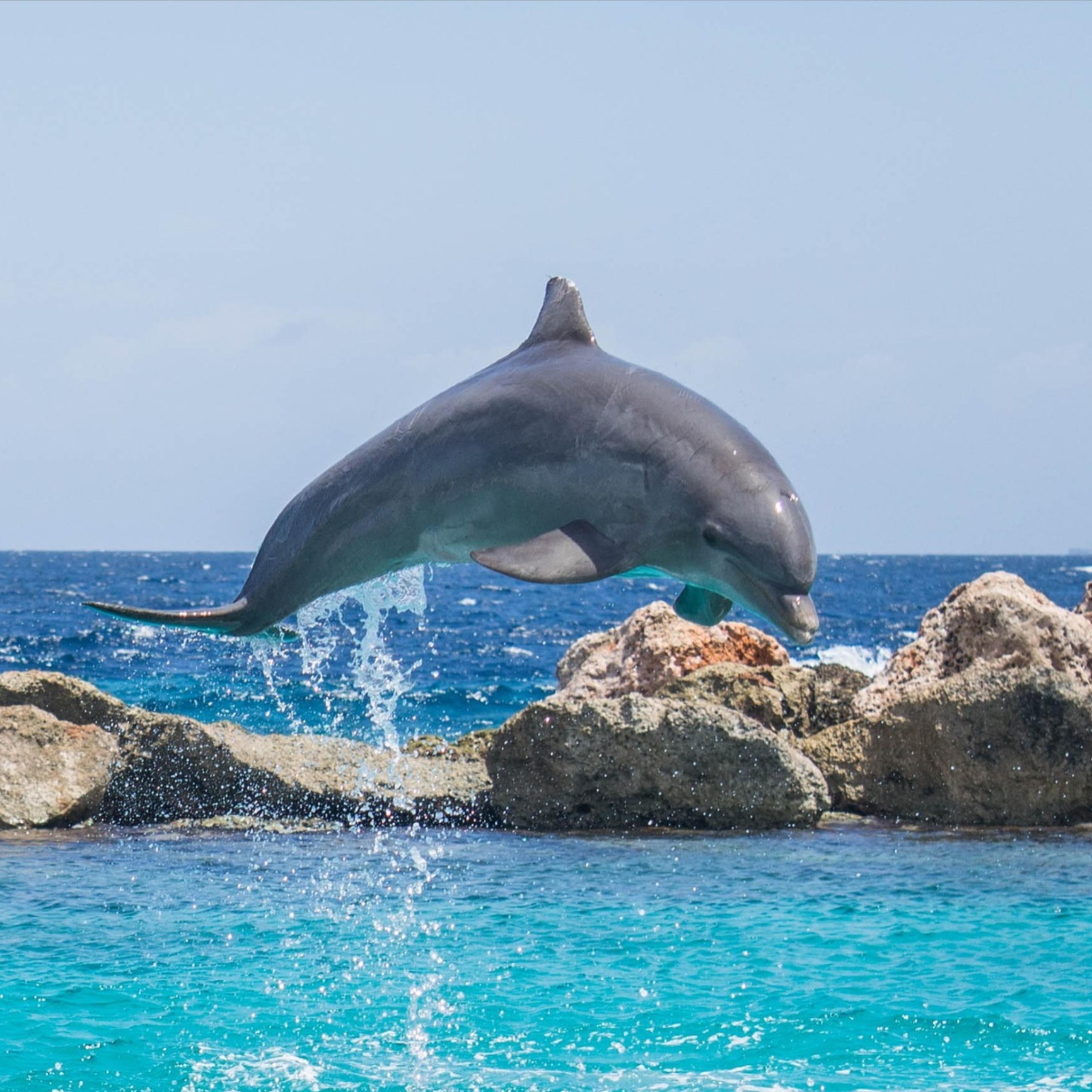 Things to do in Destin- Dolphin Cruise and Snorkeling 