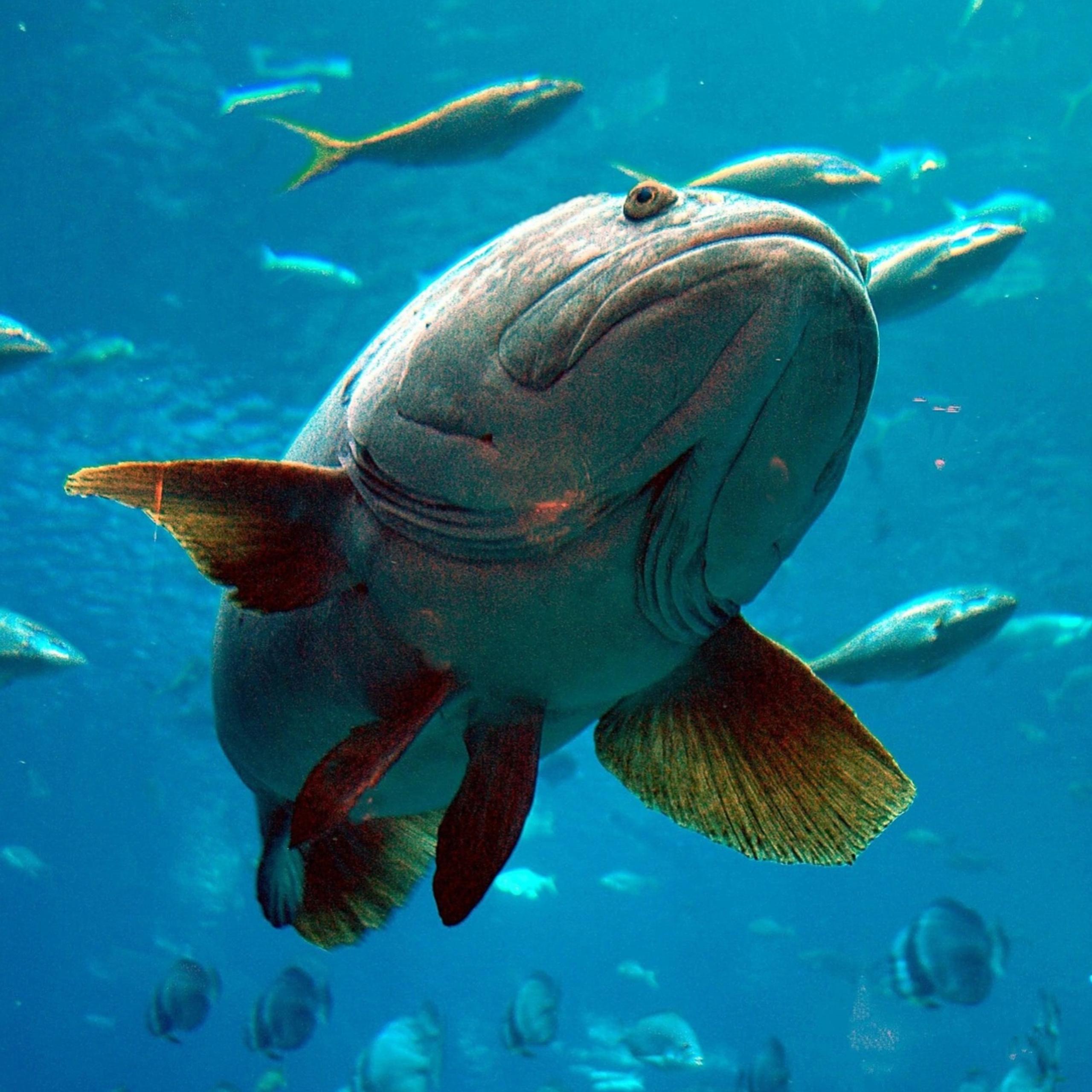 Things to do in Destin- Deep-sea fishing 